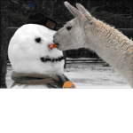 Snowman Llamas