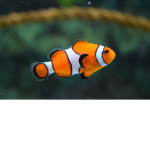 FISH PROTESTING GROUP