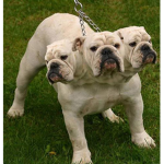 odog the bulldog