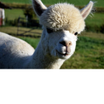 lama squad cool times