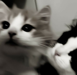 WE LOVE CATS!!!! YEAHH CATS!