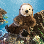 Baby Sea Otters
