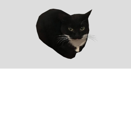 Maxwell the cat icon
