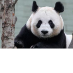 Pandaaaaaaaa Soo Cuteeeeee