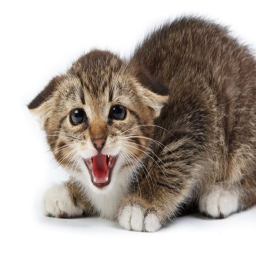 scared catville