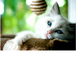 Cats/kittens UvU