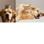 Cat's and dog's :)