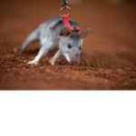 Randal The Rat Cult
