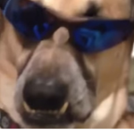 Horse Jar