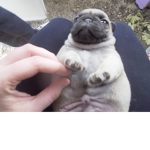 pug gang .... green gang