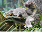 Koala Fans (Koalas are so cool)