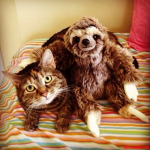 Sloth and cats United