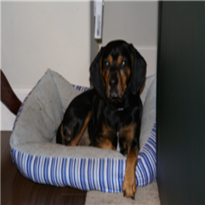 dog Roblox decal