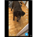 Dogs-United_clan