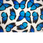 Ice blue butter fly
