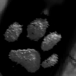 pawmz
