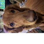 Golden retrievers 2023