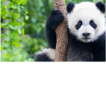 im a panda fan