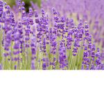 #lavender quad