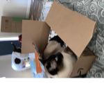 Kitties&cats