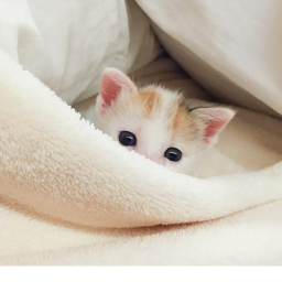 Cat Playhouse