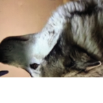 Wolf club =D