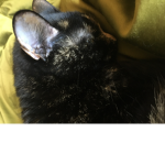 love not like kittens