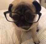 Pug squad fandom