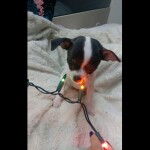 🐾 FARGO 🐾's Place 