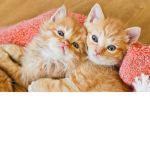 *My Sweet Kitties*