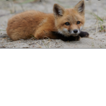 lil_foxes