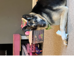 Asethetic dog