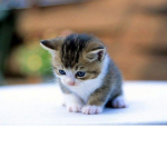 Kittenz.