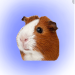 Guinea Pigs United!