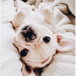 puppy squad official <3