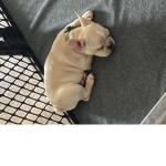 The squishy French bull dogs