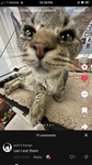 slinkys cat