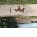 Human and animal game
