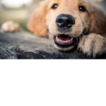 Happy dogos for life