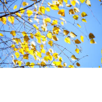 Sun Solar