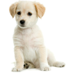 We <3 Dogs