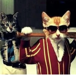 meowmaster6000
