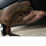 SPEEDY THE GECKO