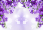 Forest of purple flowers!