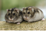 The Cute Hamsters
