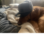 The doggies national group