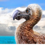 dodos fan group