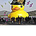 team duck