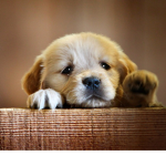 Puppies are forever