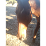 Wildwood Stables